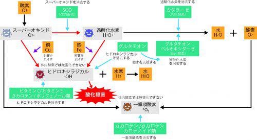 活性酸素について