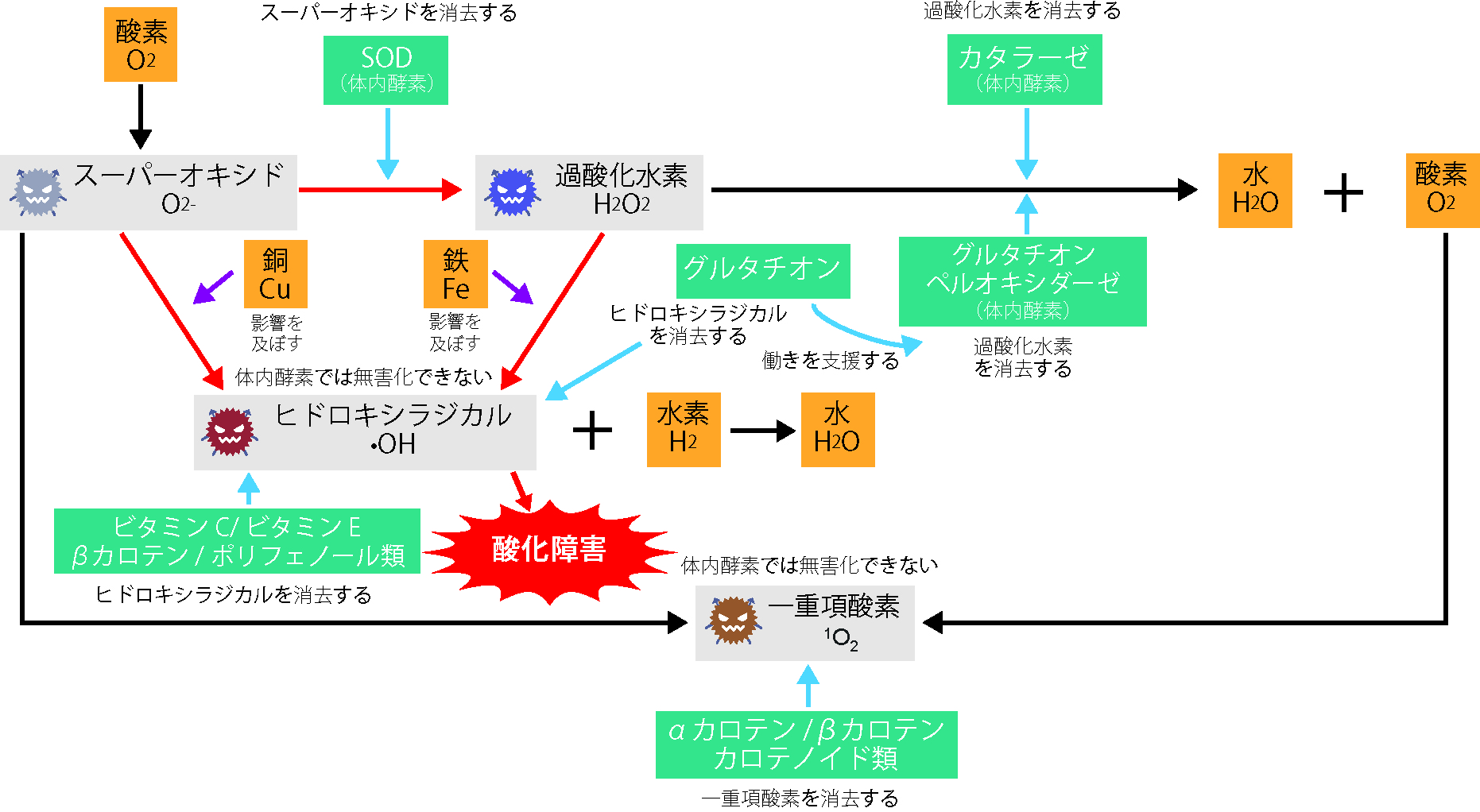 活性酸素とは ～ドクターメロンRの良さを理解するために～ - 麗ビューティーブログ