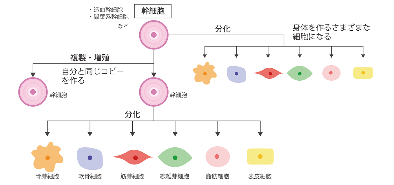 誠実 CS ヒト骨髄幹細胞培養液 CELLMEDI ジェル/ゲル
